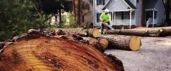 Best Hazardous Tree Removal  in Irving, TX