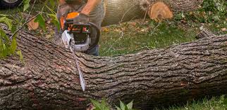 Best Arborist Consultation Services  in Irving, TX