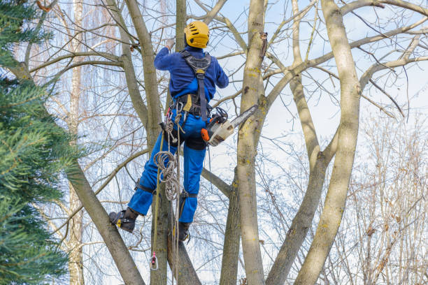 Best Stump Grinding and Removal  in Irving, TX